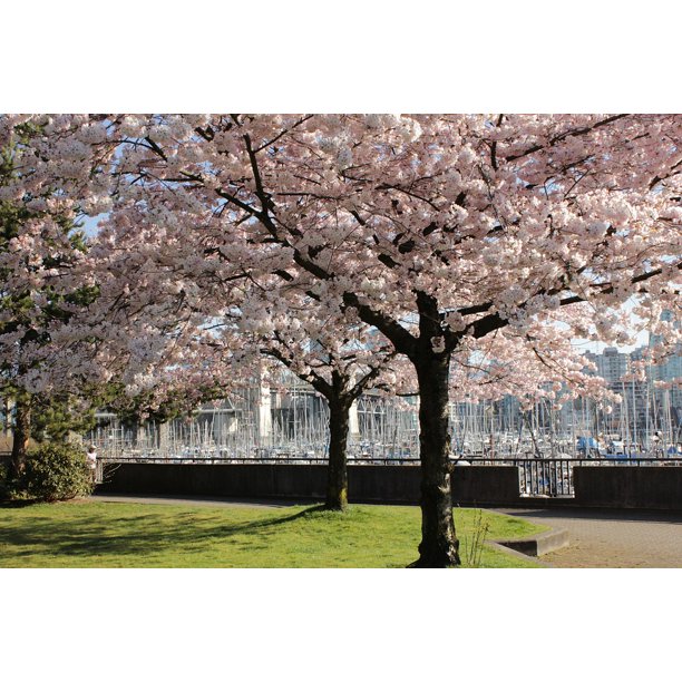 Framed Art for Your Wall Branch Tree Blossom Cherry Cherry Trees Spring