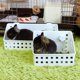 thumbnail image 5 of Comedero Grande de Heno Kathson para Conejos, Cobayas y Chinchillas, 5 of 6