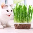 thumbnail image 3 of GSDWIUEW Cat Grass Mix for Planting Annual, 3 of 8