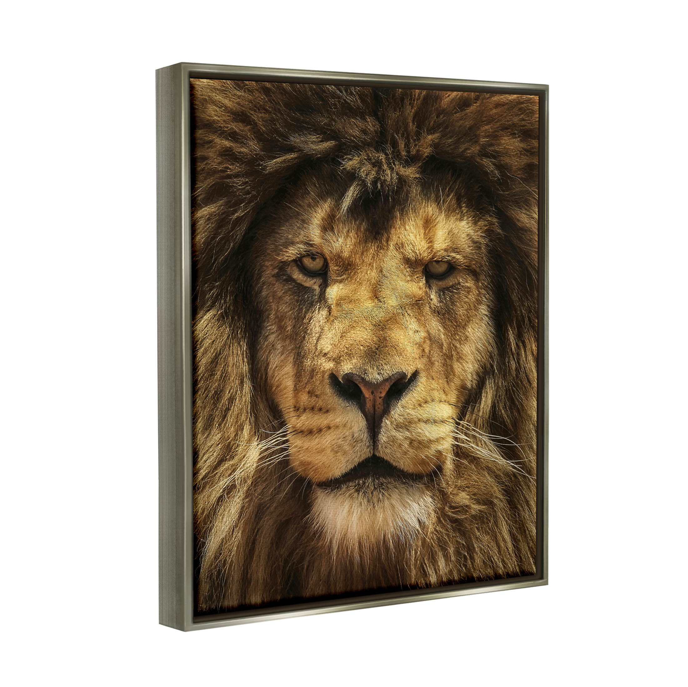 Stupell Industries Close Up Lion Portrait Photograph Luster Gray Floating Framed Canvas Print Wall Art, Design by Carrie Ann Grippo-Pike