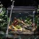 thumbnail image 4 of 50cm Plastic Tweezers Aquarium Tank Aquatic Plant Tongs Tweezers Tools for Fish Tank Plants, 4 of 4