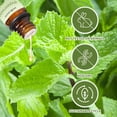 thumbnail image 3 of shiyou-Eucalyptus Peppermint Essential Oil Set, 100% Pure Aromatherapy Oils for Diffuser, Massage, Bath Bombs, Perfume, 3 of 4