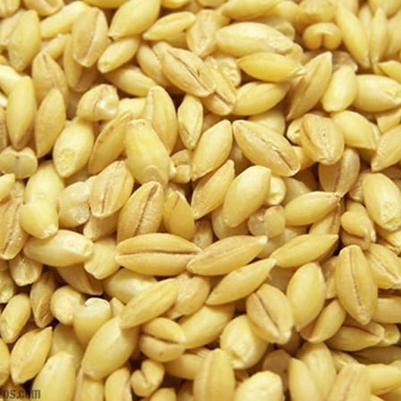 Organic Hulled Barley
