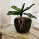 thumbnail image 3 of Plantas artificiales Sunnimix Hojas Tallas Vides 20 cm, 3 of 7