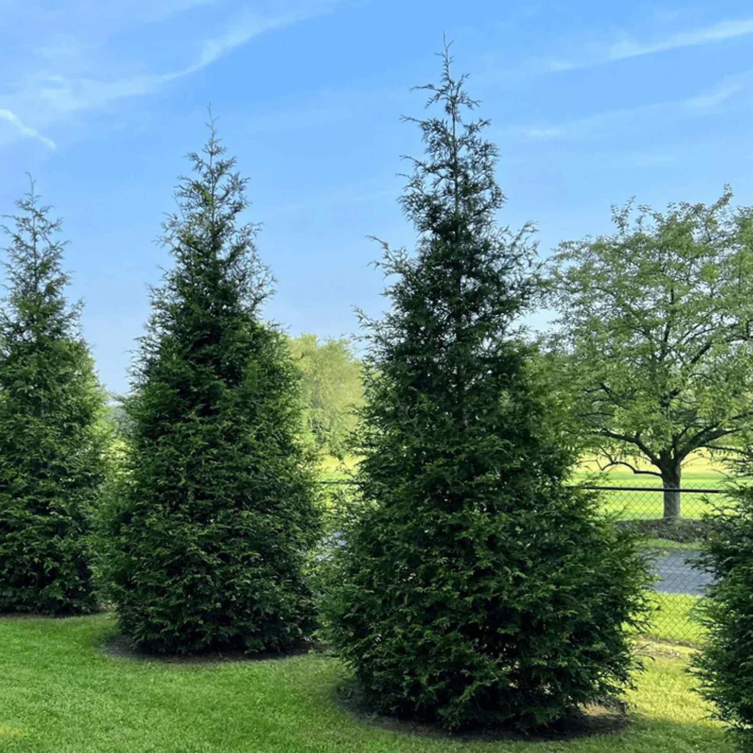 Expert Gardener 2-3 ft. tall Thuja Tall Guy Live Tree