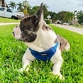 thumbnail image 5 of Best Pet Supplies Voyager Step-In Flex Adjustable Mesh Dog Harness, 5 of 8