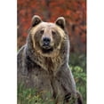 thumbnail image 1 of Design Pics DPI2019350 Affiche Imprimée Grizzly Bear, Ursus Arctos Rocky Mountains, 11 x 17, 1 of 1