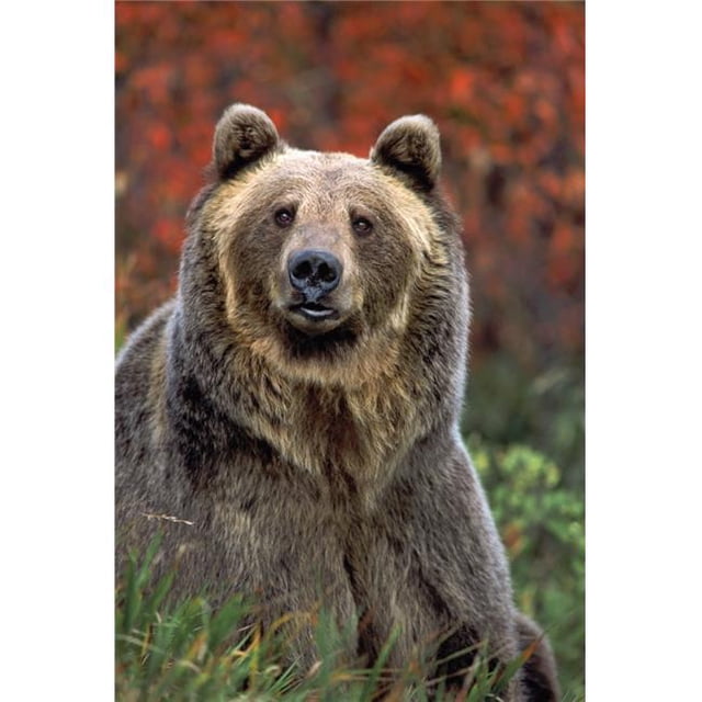 Design Pics DPI2019350 Affiche Imprimée Grizzly Bear, Ursus Arctos Rocky Mountains, 11 x 17