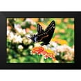 thumbnail image 2 of Hausenflock, Alan 24x17 Black Modern Framed Museum Art Print Titled - Giant Swallowtail, 2 of 5