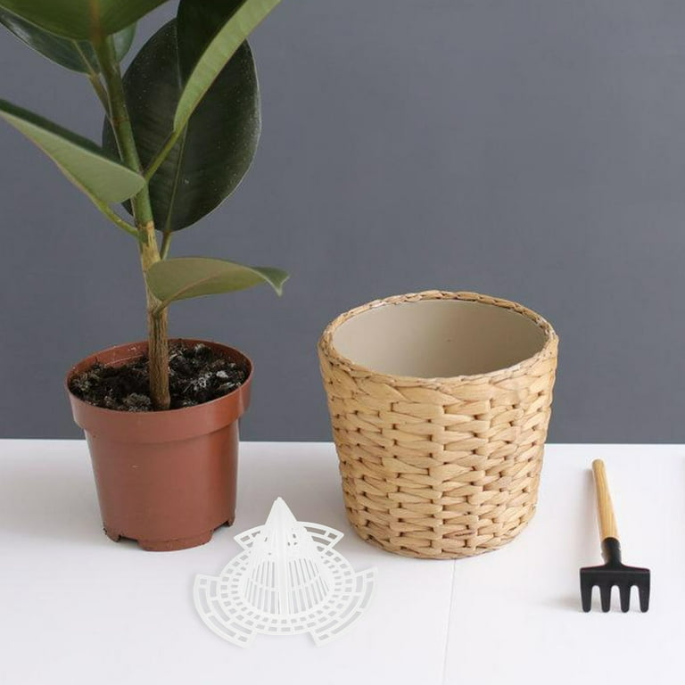 money tree plant leaves Money Tree | Indoor Plants