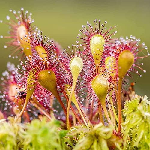 Carnivorous Sundew Drosera 10 Seeds Rare Tropical Exotic Plant, Hardy