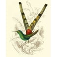 thumbnail image 2 of Jardine, Sir William 12x14 Black Ornate Wood Framed with Double Matting Museum Art Print Titled - Jardine Hummingbird II, 2 of 4