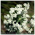 thumbnail image 4 of Everwilde Farms - 50 Flowering Spurge Native Wildflower Seeds - Gold Vault Seed Packet, 4 of 4