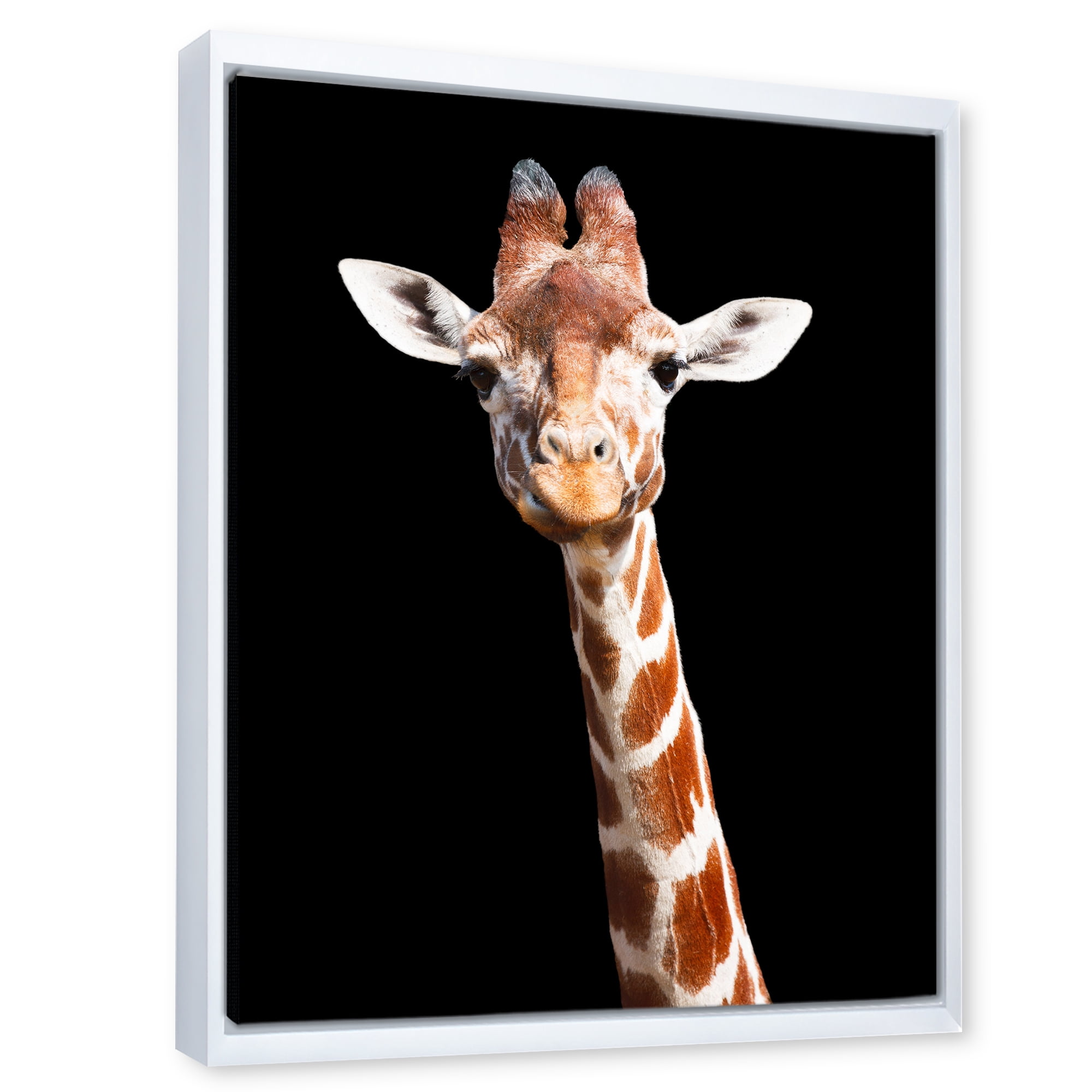 Close Up Portrait Of A Giraffe On Black V 24 in x 32 in Framed Photography Canvas Art Print, by Designart