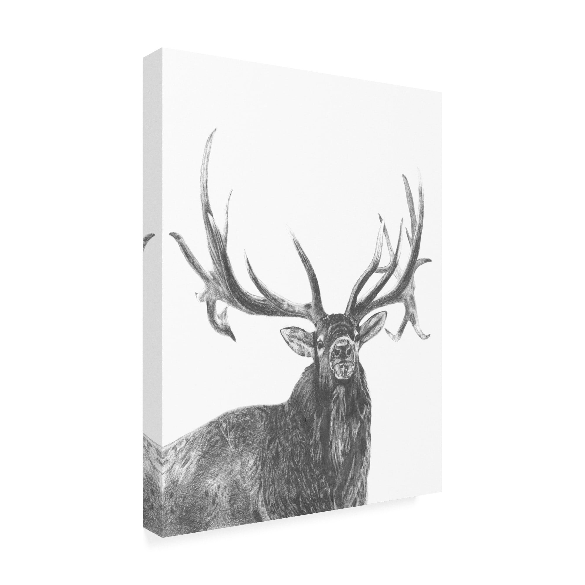 Trademark Fine Art 'Wildlife Snapshot: Elk' Canvas Art by Naomi McCavitt