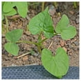 thumbnail image 5 of Everwilde Farms - 50 Grandpa Ott Morning Glory Garden Flower Seeds - Gold Vault Jumbo Bulk Seed Packet, 5 of 5