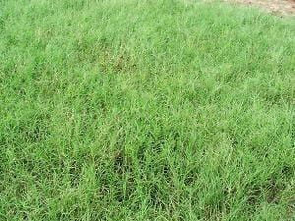 Athens Seed Giant Bermuda Grass Seeds, 10 lb - Hulled Alkali and Heat  Tolerant - Walmart.com
