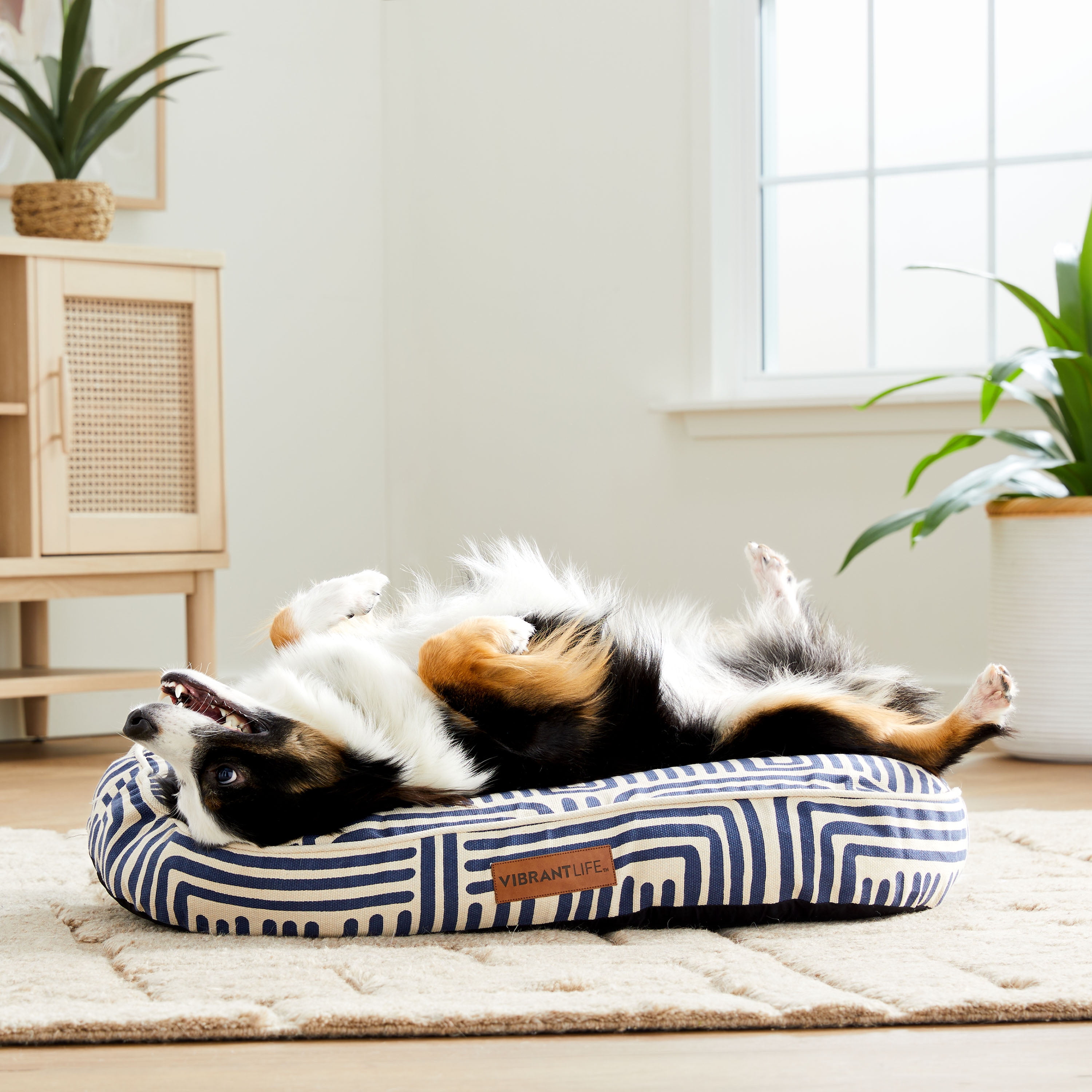 (2 pack) Vibrant Life Oval Durry Pet Bed, Blue & White