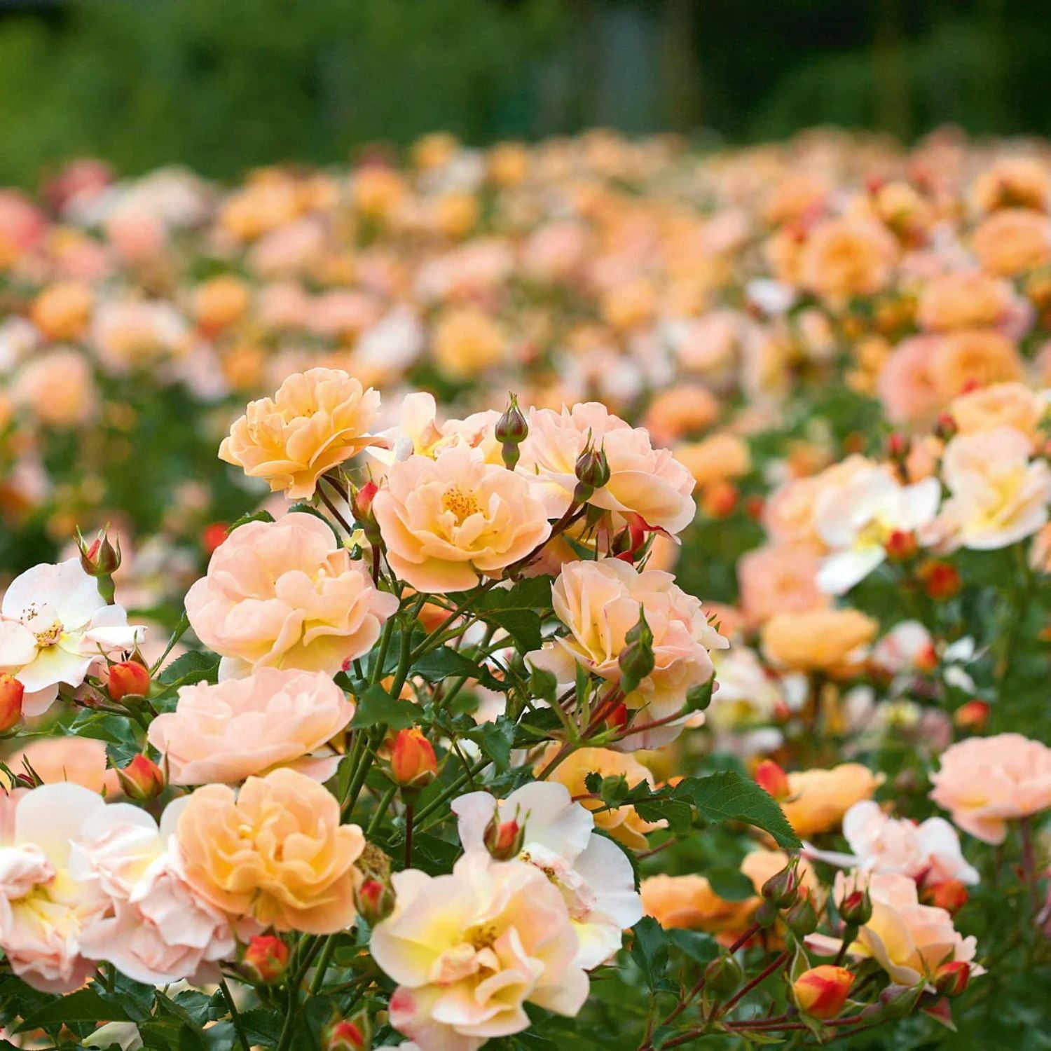 Expert Gardener 12-18" Peach Flower Carpet® Groundcover Rose with Orange Flowers Live Tree in 1 gal. Grower Pot