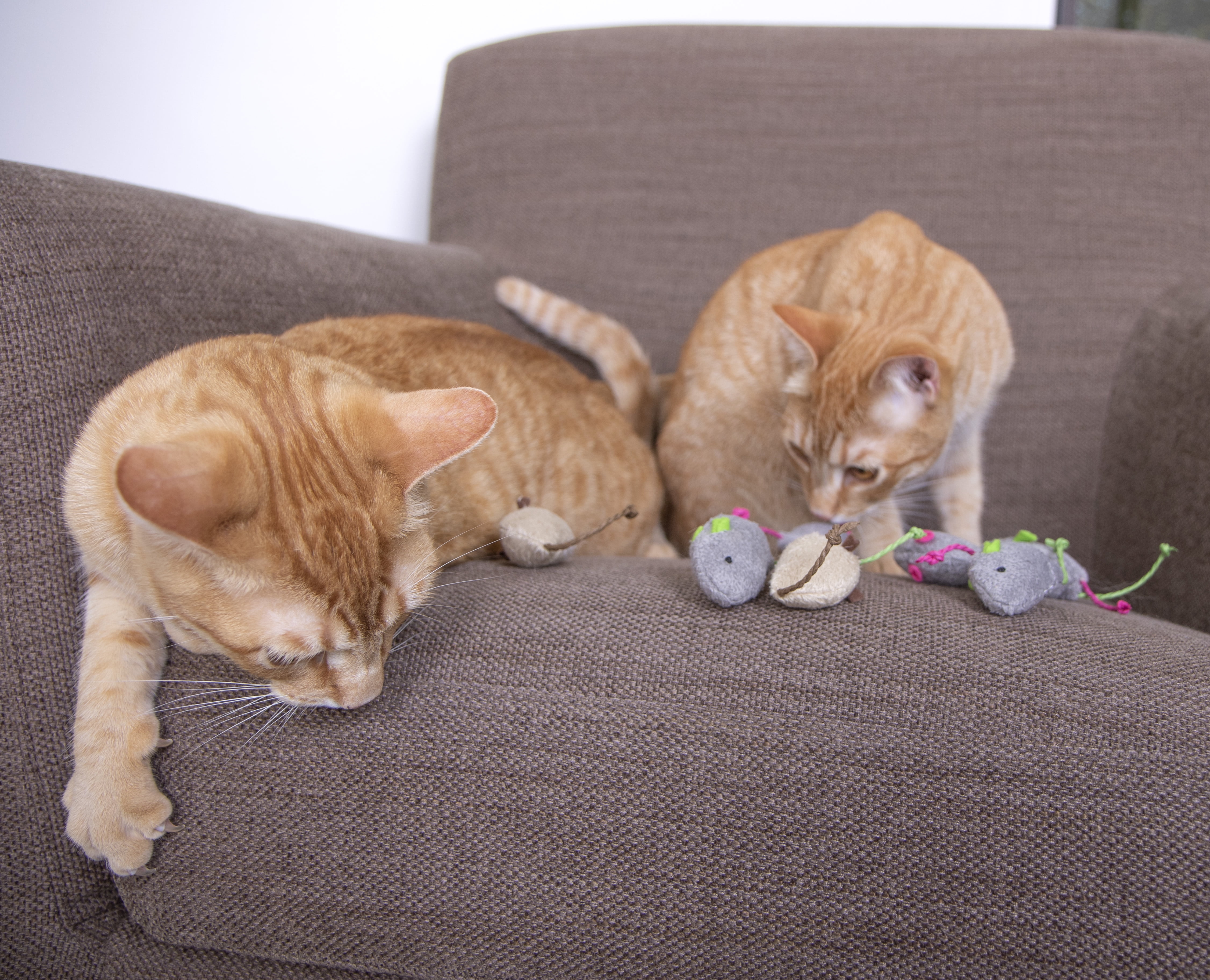 Smartykat skitter hotsell critters catnip mice