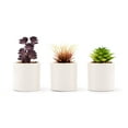 thumbnail image 1 of Weddingstar Small Faux Succulent Plants - Set Of 6, 1 of 2