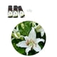 thumbnail image 5 of Aceite Aromaterapia Grado Terapéutico Aroma Soluble en Agua 10ML, 5 of 5