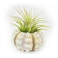 thumbnail image 5 of Beautiful Air Plant Sputnik Sea Urchin Set - Nautical Gift Beach Decor Coastal 1 1/2" Tillandsia Beach Cottage Decor (1), 5 of 6