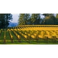 thumbnail image 3 of Crane, Rita 14x9 Black Modern Framed Museum Art Print Titled - Golden Rows IV, 3 of 5