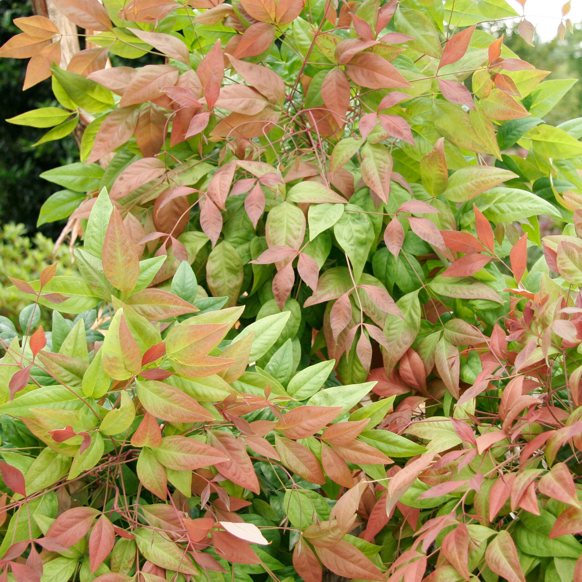 Southern Living Blush Pink Nandina Live Shrub in 2-Gallon Grower Pot