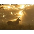 thumbnail image 2 of Morgan, Greg 14x12 Gold Ornate Wood Framed with Double Matting Museum Art Print Titled - Ghost of the Forest, 2 of 4