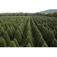 thumbnail image 6 of Real Christmas Trees Delivered 7 Foot Premium Balsam Fir Christmas Tree, 6 of 8