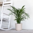 thumbnail image 6 of United Nursery Live Cat Palm Plant 28-32 inches Tall in 9.25 inch Grower Pot Bright Green Houseplant, 6 of 9