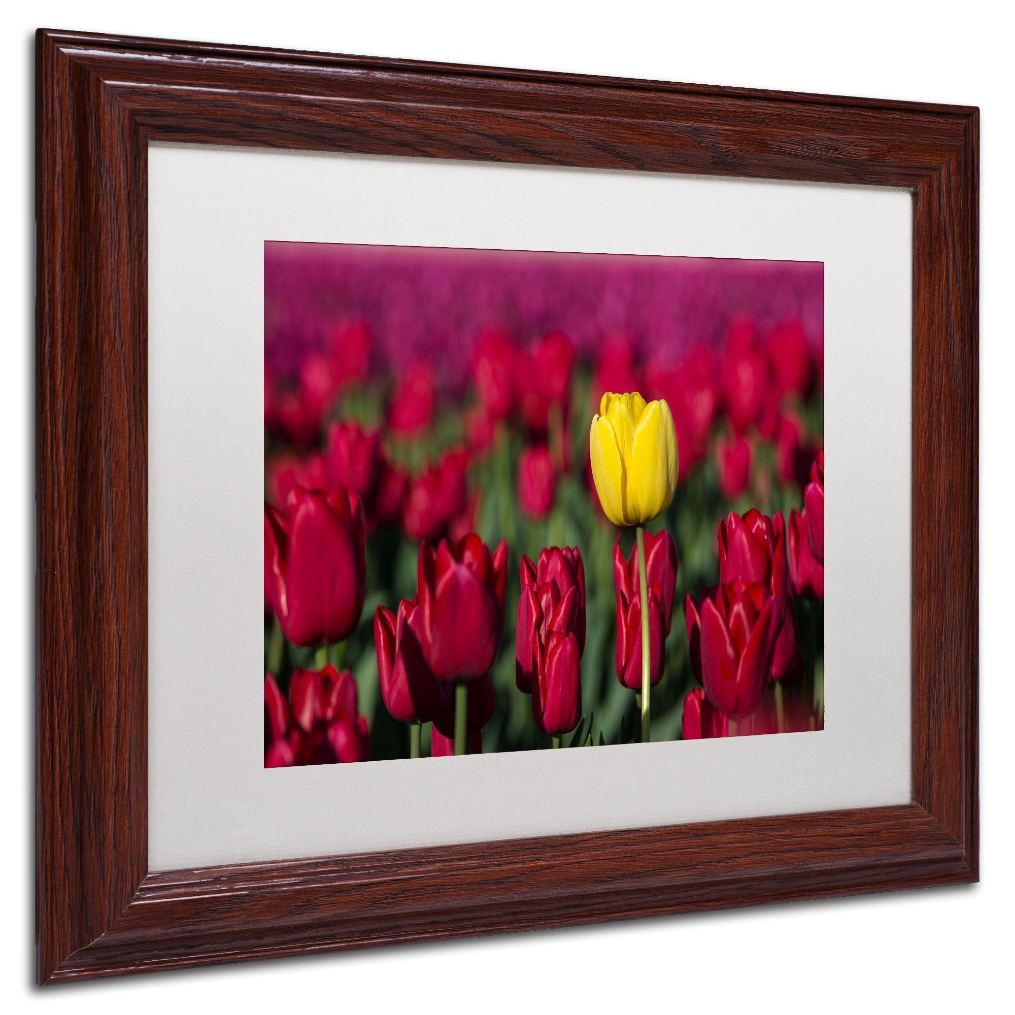 Trademark Fine Art "Yellow Tulip" Canvas Art by Pierre Leclerc, White Matte/Wood Frame