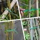 thumbnail image 5 of Apuakthei Corbata de jardinería Soporte de flores de ratán trepador Alambre de carrete de alambre de amarre de jardín Alambre de hierro recubierto de plástico, 5 of 5