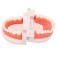 thumbnail image 3 of Modelo de dentadura postiza, modelo de dientes pequeños, cepillo para jardín de infantes, modelo de enseñanza, herramienta de enseñanza dental para niños, salida de alta intensidad, 3 of 8