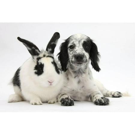 Border Collie Black And White - Black and White Border Collie X Cocker Spaniel Puppy, 11 Weeks, with Matching Rabbit Print Wall Art By Mark Taylor