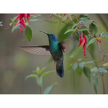Green Violet-ear hummingbird foraging Costa Rica Poster Print by Tim