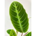 thumbnail image 3 of Calathea Warscewiczii “Jungle Velvet” - Live Air-Purifying Indoor Plant in Nursery Pot – Easy Care, Low Maintenance Houseplant for Home & Office Decor, Natural Air Cleaner, Best for Beginners (6"Pot), 3 of 5