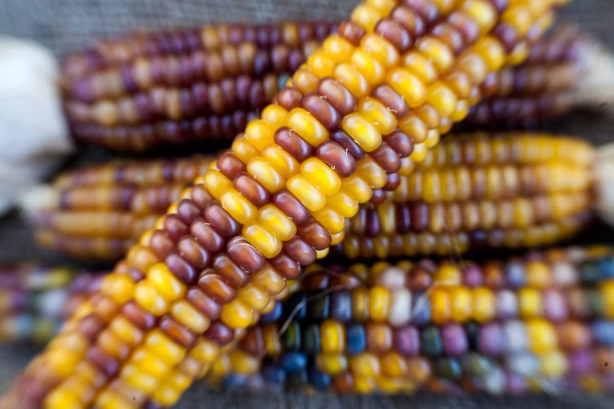 Rubies and Amber Glass Gem Cherokee Indian Corn Heirloom Premium Seeds