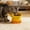 D, variant on Taicans Ceramic Raised Cat Bowl,Elevated Ceramic Cat Bowl,Tilted Raised Cat Bowl Anti Vomit Cat Bowls for Indoor Cats Whisker Friendly Pet Feeder for Cats Puppies,Microwave and Dishwasher Safe
