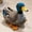 blue A, variant on 9.8 Inch Realistic Mallard Duck Parrot Plush Toy - Lifelike Design, Soft Stuffed Material