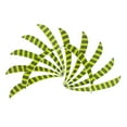 thumbnail image 3 of 12 Pieces 3 Inch Turkey Feathers Fletchings , Fluorescent Yellow, 8x1cm, 3 of 10