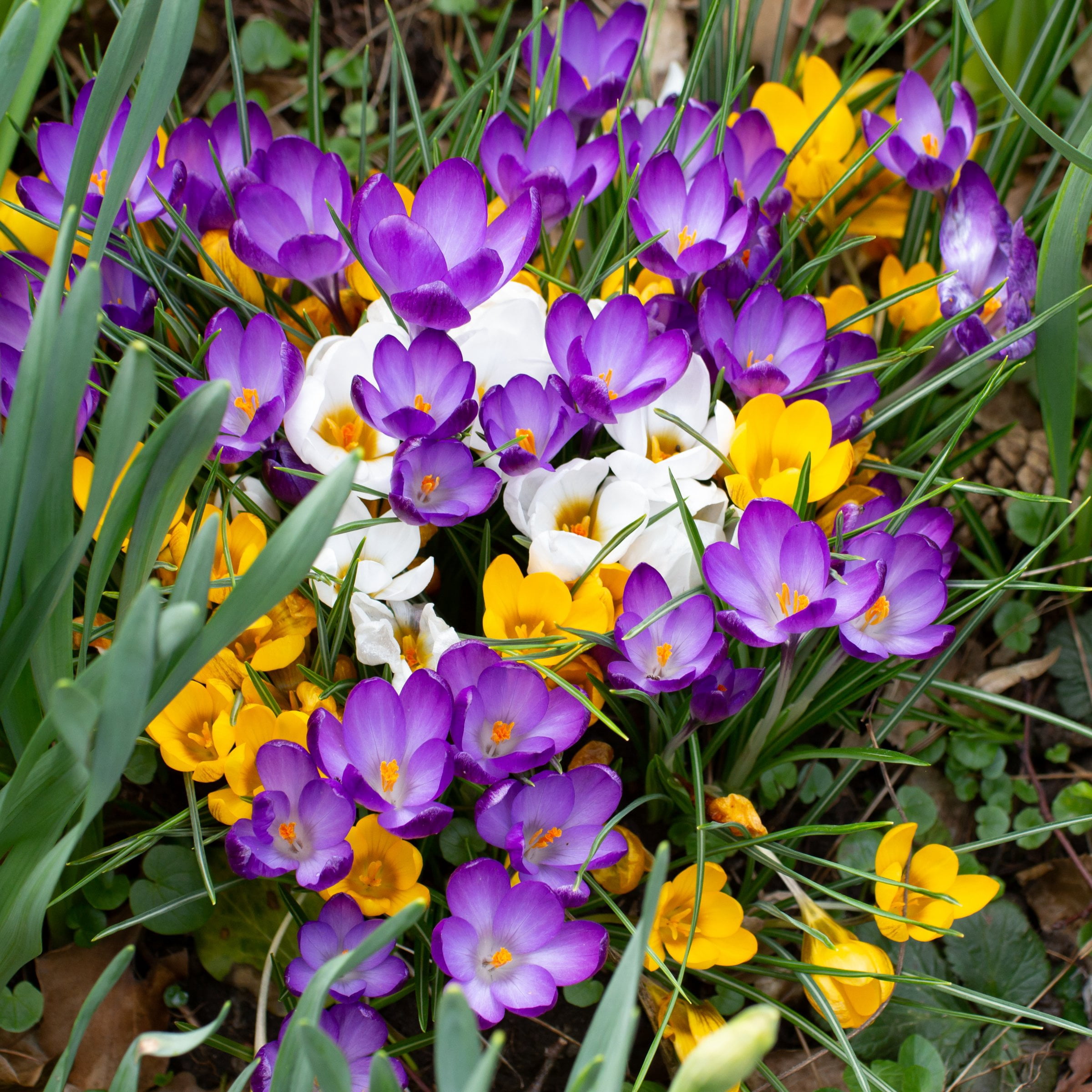 National Plant Network Crocus Mixed Colored Live Bulbs (50-Pack)