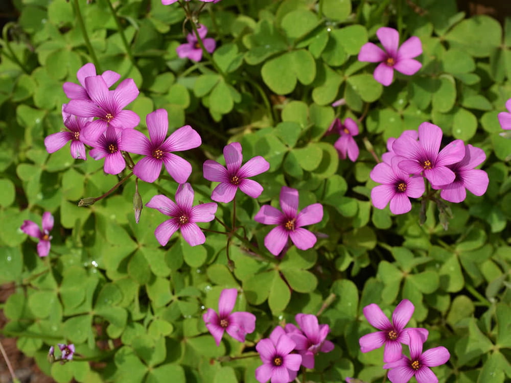 Pink Pillow Shamrock Plant Indoors/Out Oxalis