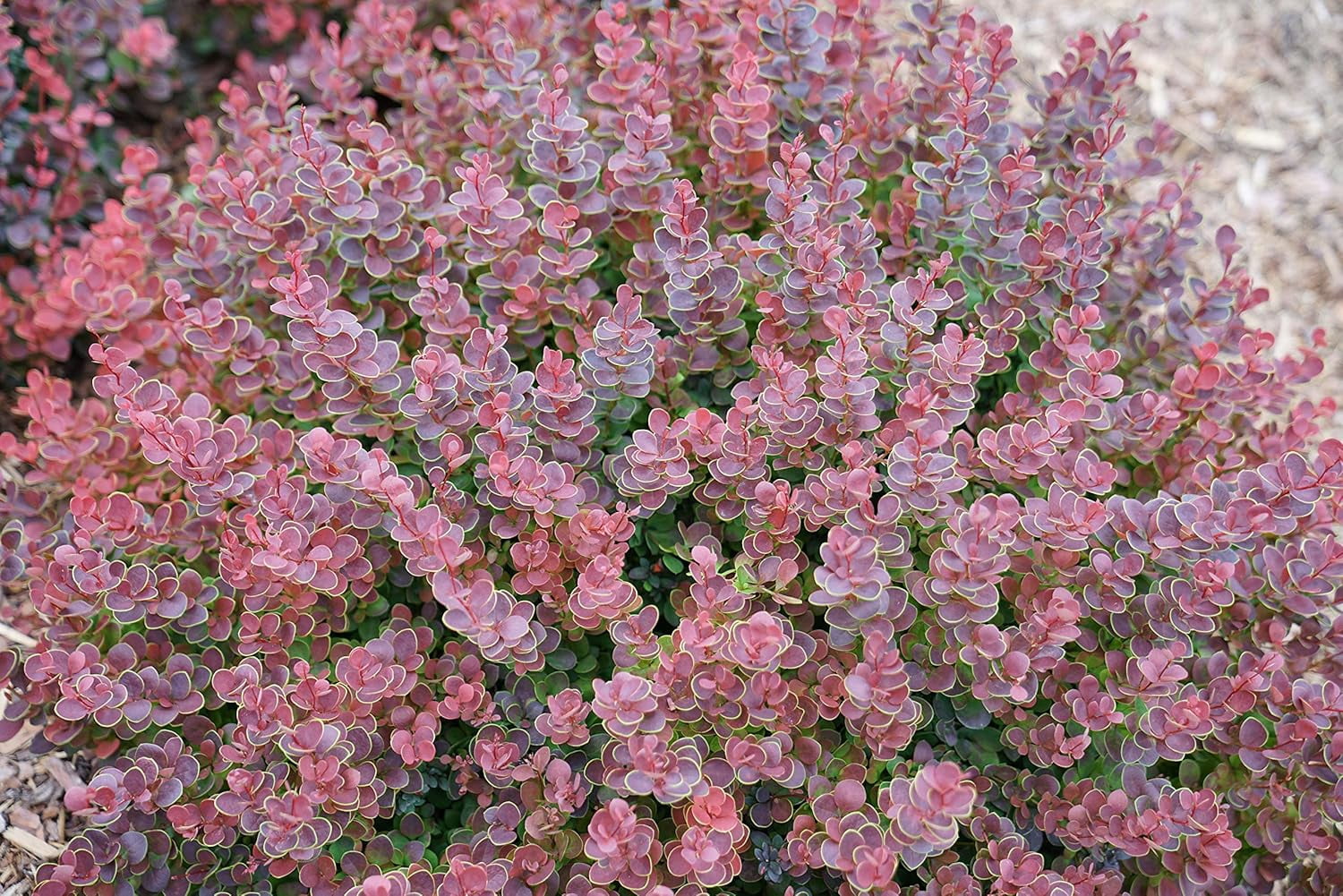 Proven Winners ColorChoice Mini Maroon Barberry Live Shrub ( 2 Gallon)