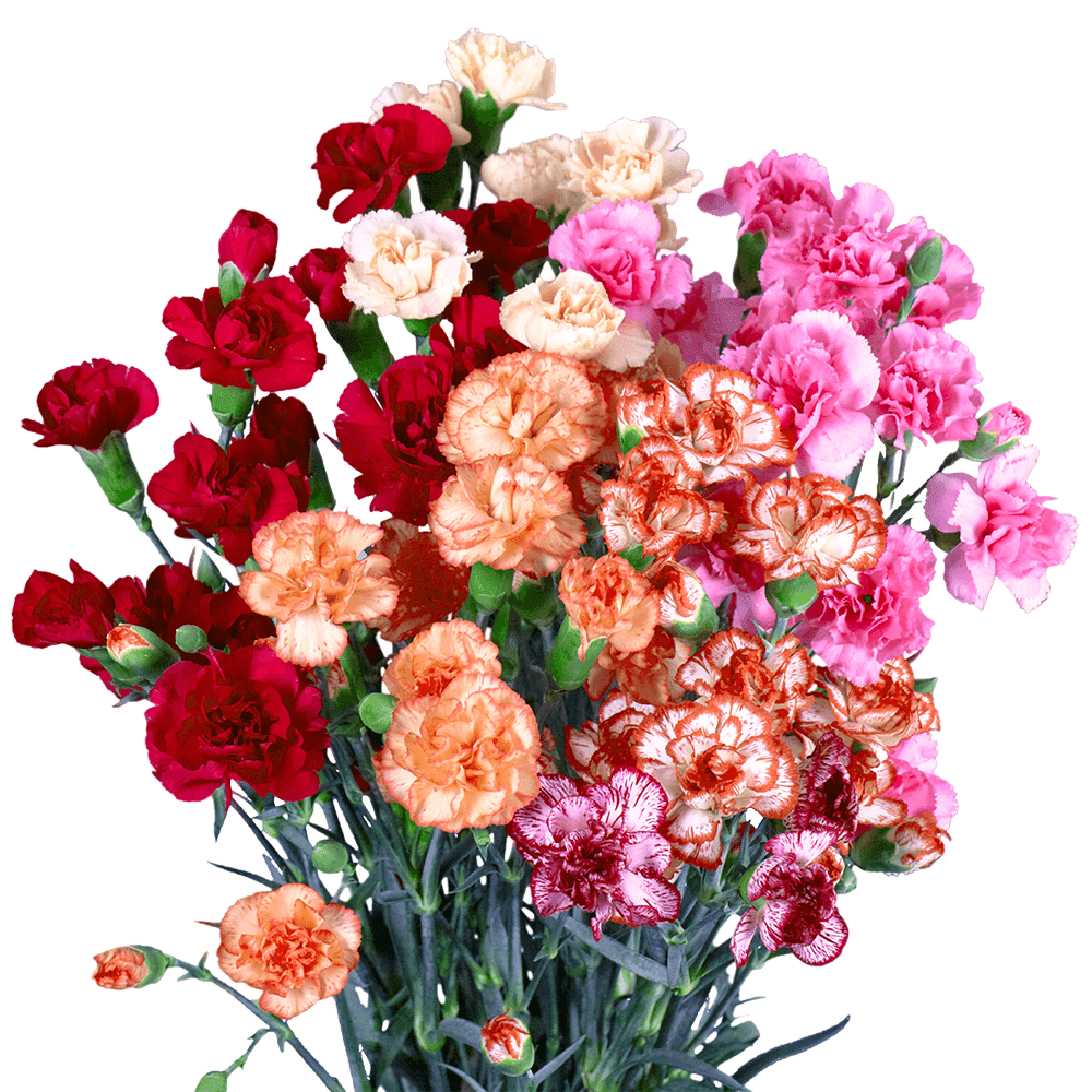 100 Stems of Novelty Color Spray Carnations Beautiful Fresh Cut