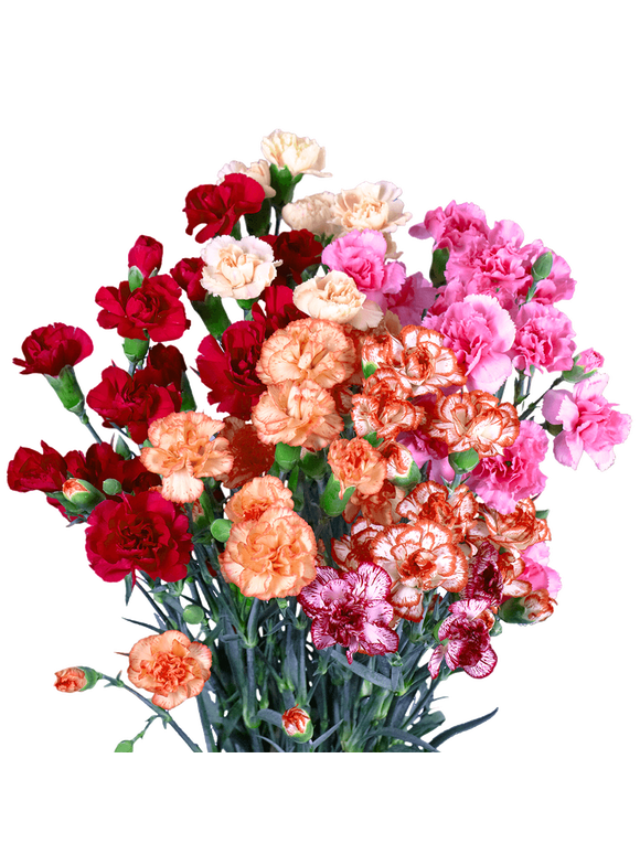 Carnations in All Flowers - Walmart.com