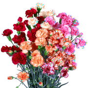 100 Stems of Novelty Color Spray Carnations- Beautiful Fresh Cut Flowers- Express Delivery