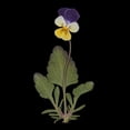 thumbnail image 3 of Flores secas prensadas reales 12 Unidades Natural Real Presionado Pensamiento Flor De Flores Secas Adornos Florales Para La Tarjeta Que Hace Scrapbooking Arte Artesanía DIY Joyería De Resina Filler, 3 of 9
