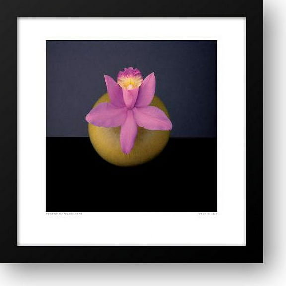 Orchid, 1987 20x20 Framed Art Print by Mapplethorpe, Robert